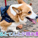 はるとてんと夕暮れ散歩