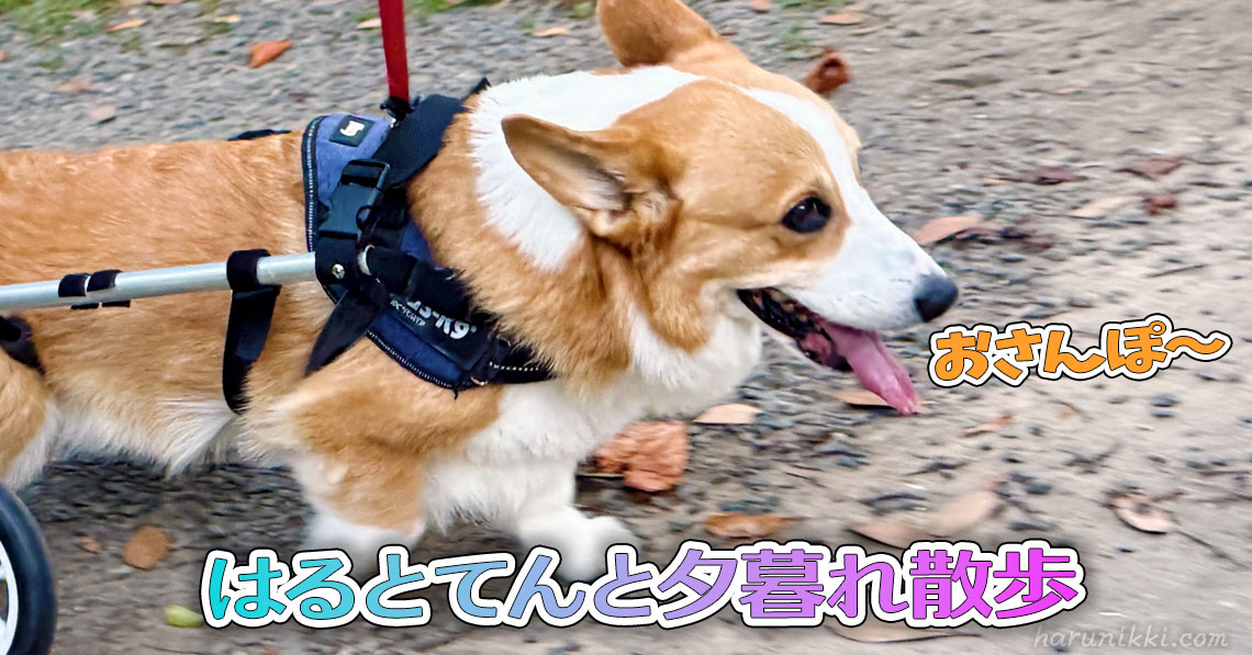 はるとてんと夕暮れ散歩