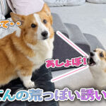 てんの荒っぽい誘い方