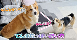 てんの荒っぽい誘い方