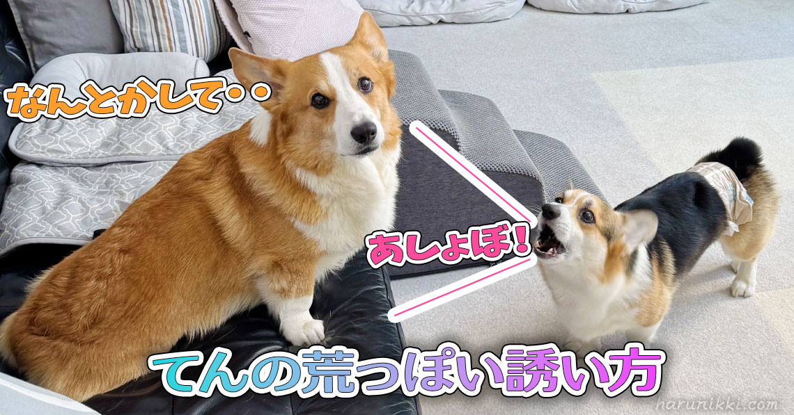 てんの荒っぽい誘い方
