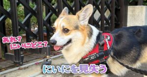 にいにを見失う