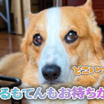 はるもてんもお待ちかね