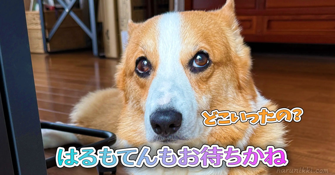はるもてんもお待ちかね
