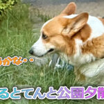 はるとてんと公園夕散歩