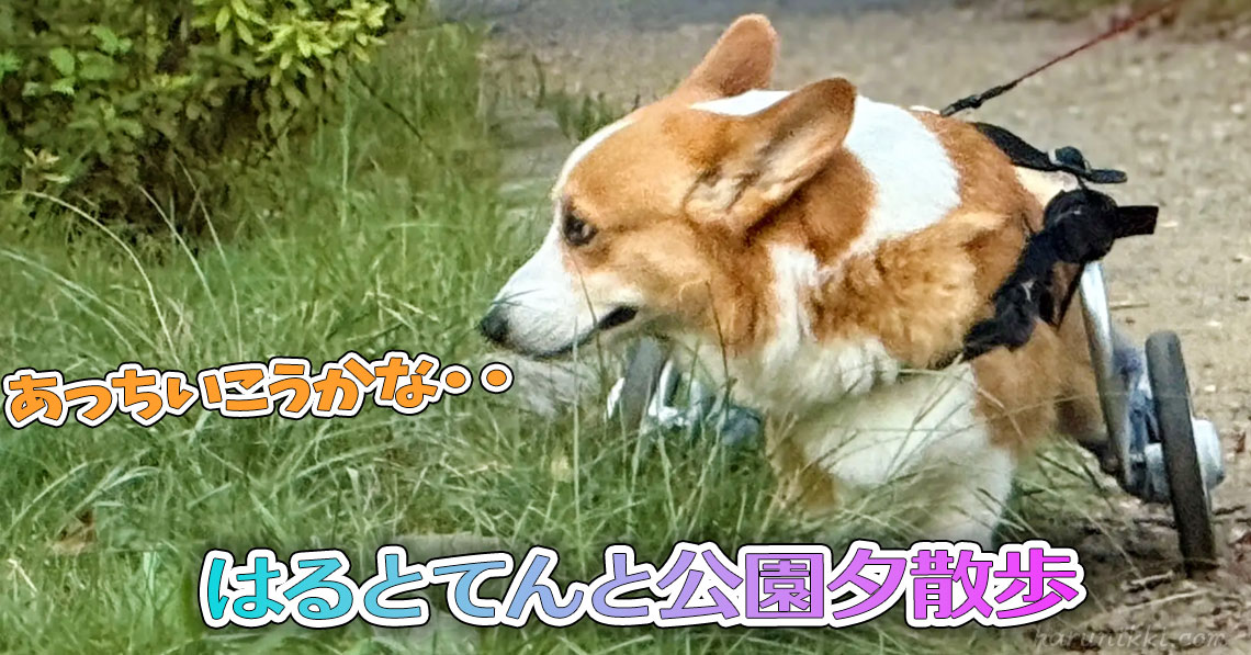 はるとてんと公園夕散歩
