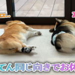 はるてん同じ向きでお休み中