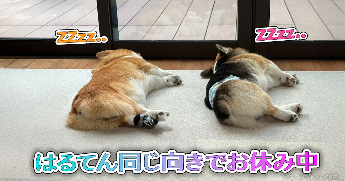 はるてん同じ向きでお休み中