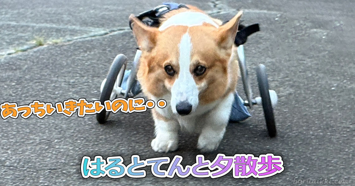 はるとてんと夕散歩