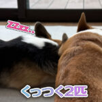 くっつく2匹
