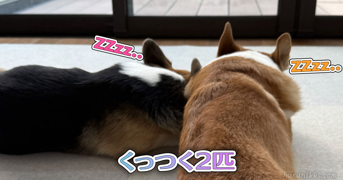 くっつく2匹