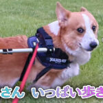 はるさん いっぱい歩きたい