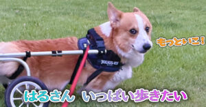 はるさん いっぱい歩きたい