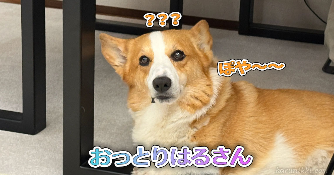 おっとりはるさん