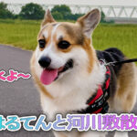 はるてんと河川敷散歩