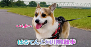 はるてんと河川敷散歩