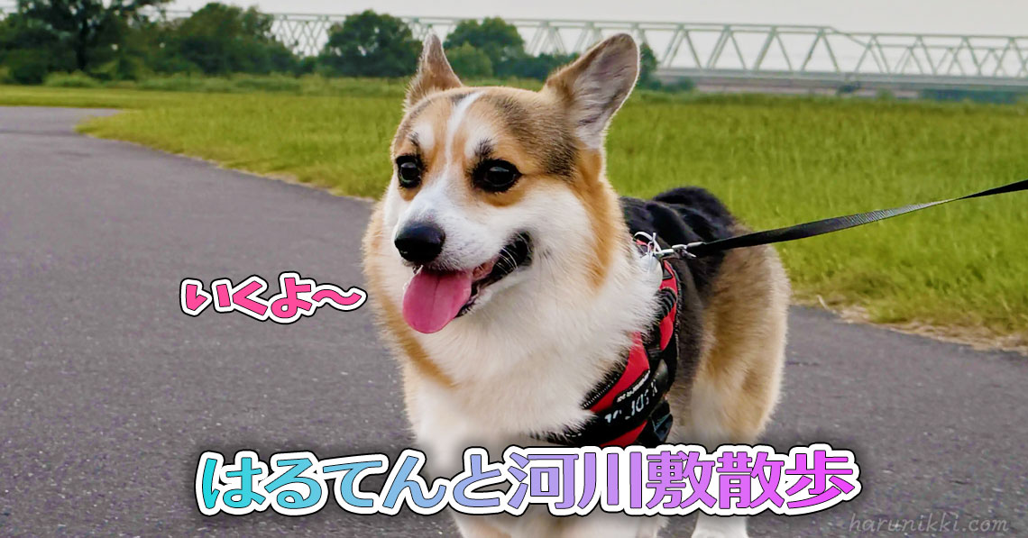 はるてんと河川敷散歩
