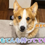 はるもてんも待っててくれる