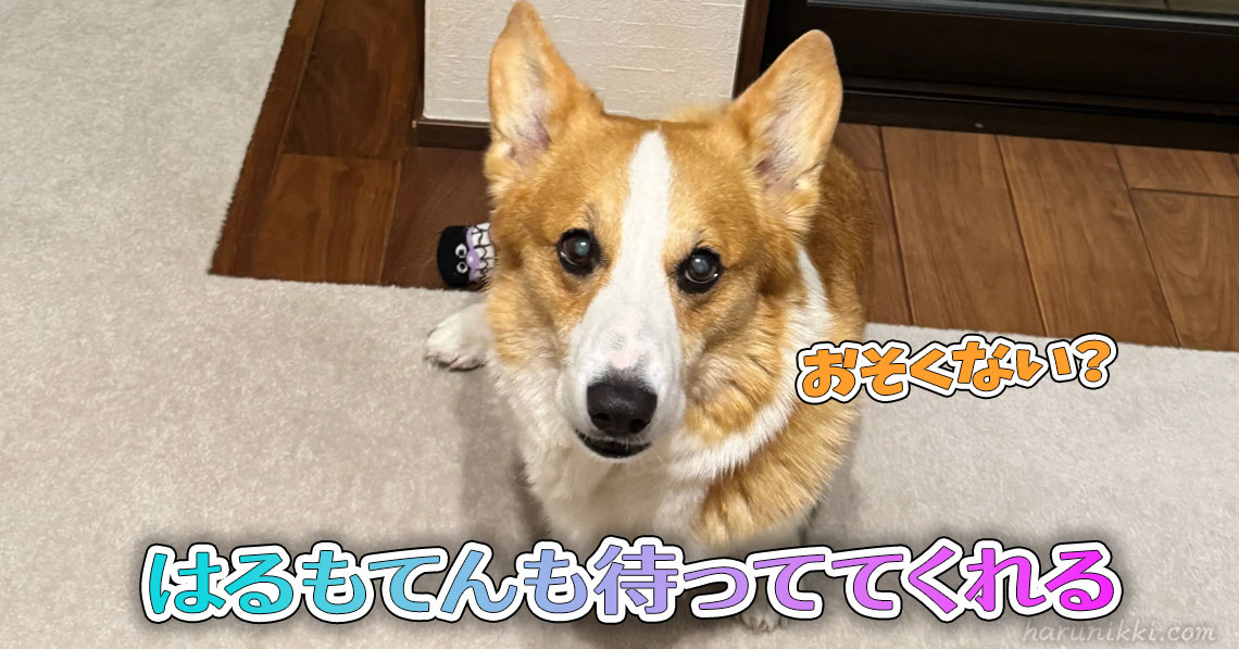 はるもてんも待っててくれる