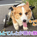 はるとてんと夕暮れ散歩！