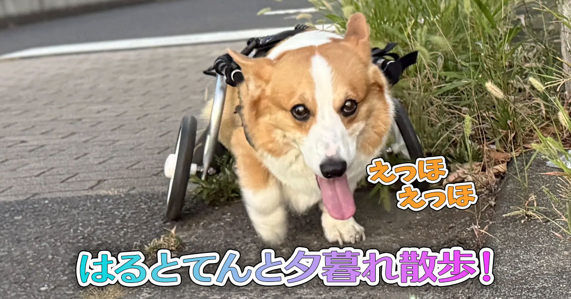 はるとてんと夕暮れ散歩！