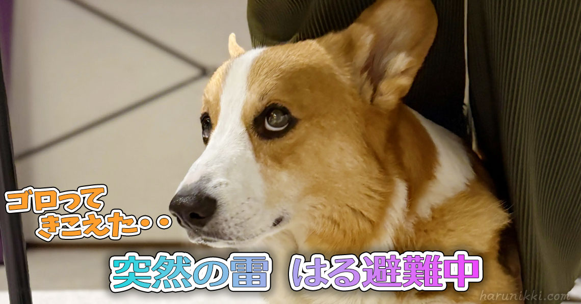 突然の雷 はる避難中