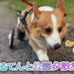 はるてんと公園夕散歩！