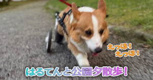 はるてんと公園夕散歩！