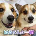 はるてんと一緒