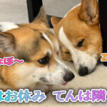 はるはお休み てんは隣で待つ