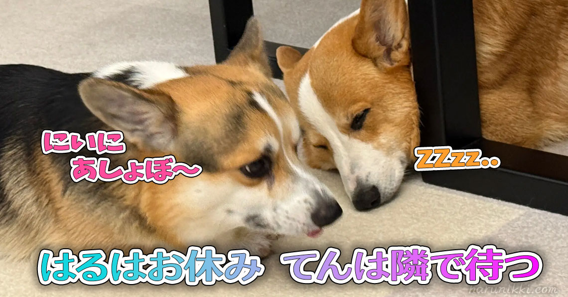 はるはお休み てんは隣で待つ