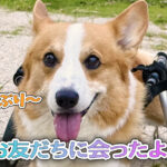 お友だちに会ったよ♪