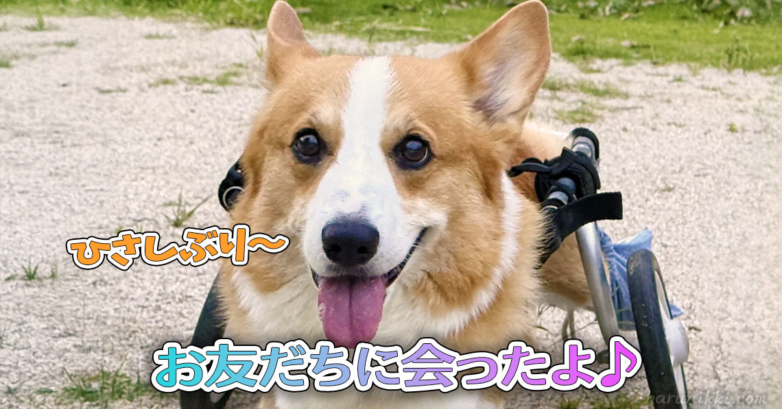 お友だちに会ったよ♪