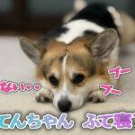 てんちゃん ふて寝？