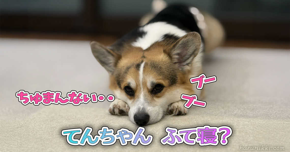 てんちゃん ふて寝？