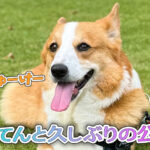 はるてんと久しぶりの公園へ
