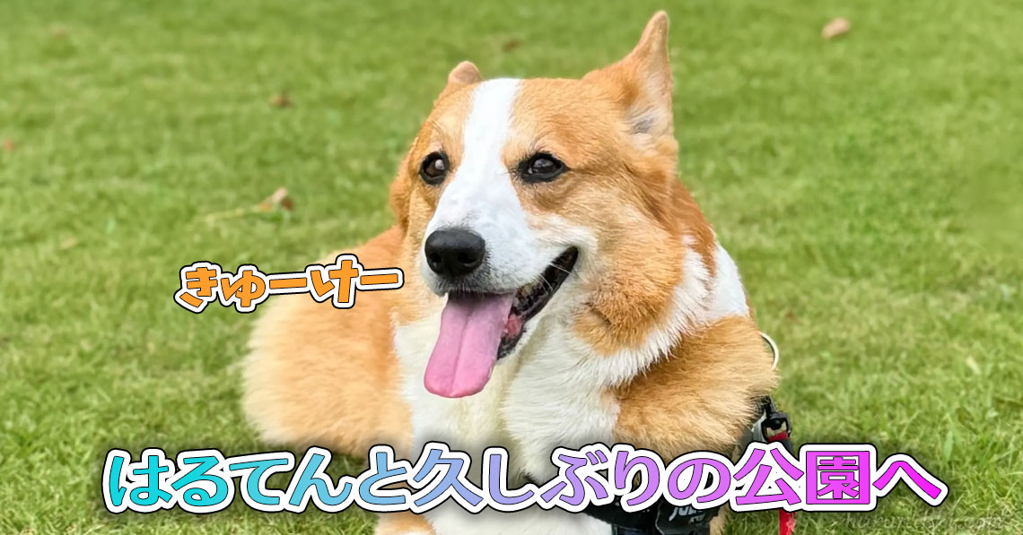 はるてんと久しぶりの公園へ