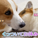 くっついてお休み