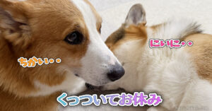 くっついてお休み