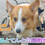 はるとてんと公園散歩！