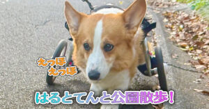 はるとてんと公園散歩！