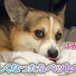 涼しくなったらベットへIN