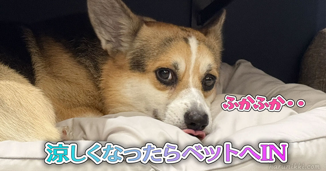 涼しくなったらベットへIN