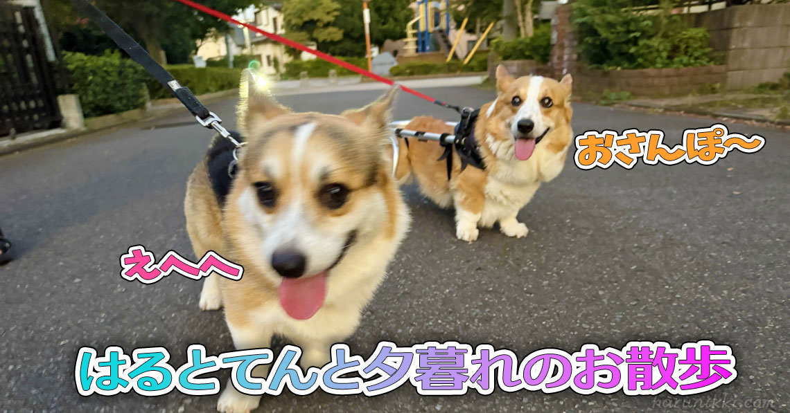 はるとてんと夕暮れのお散歩