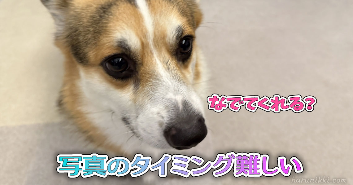 写真のタイミング難しい