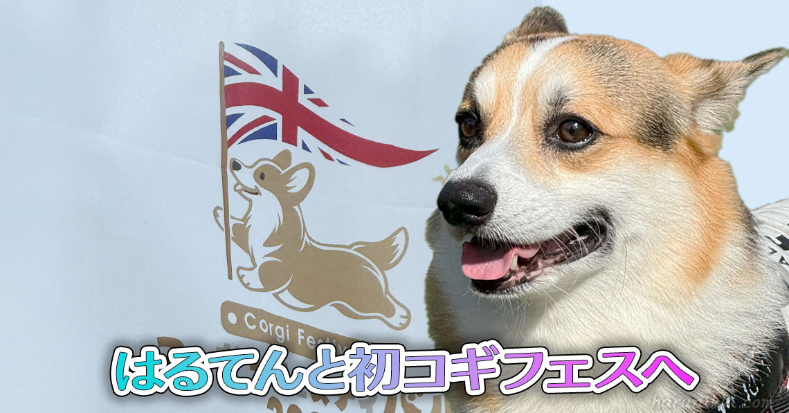 はるてんと初コギフェスへ