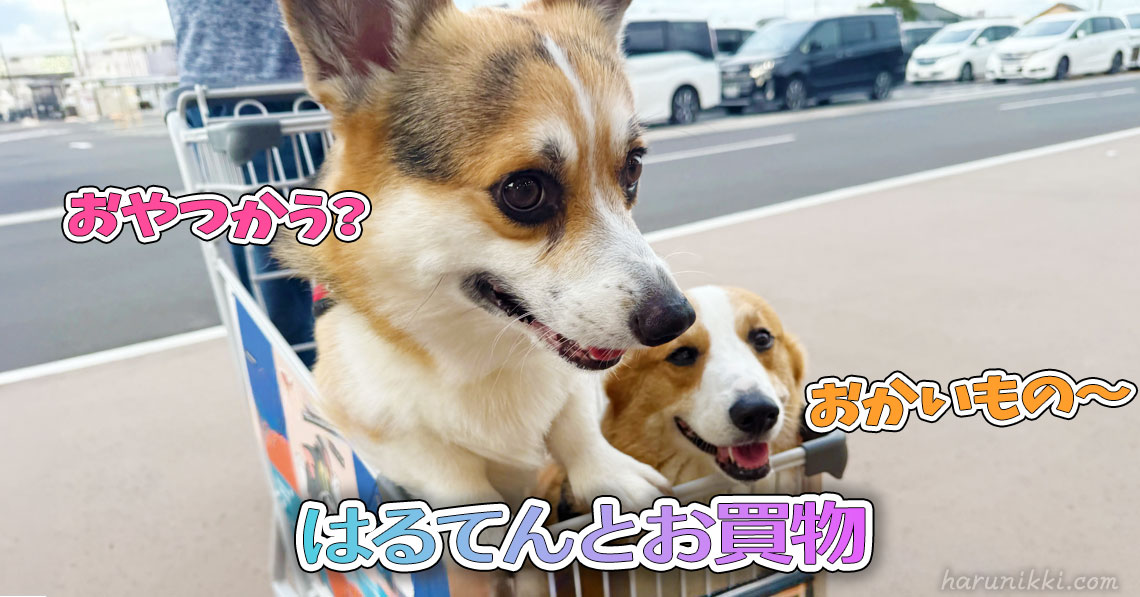 はるてんとお買物