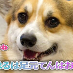 はるは足元てんはお腹