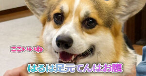 はるは足元てんはお腹