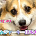 ささみジャーキー出来たよ！